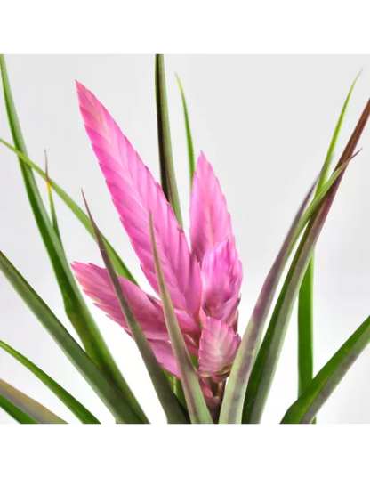 Tillandsia cyanea 'Anton'