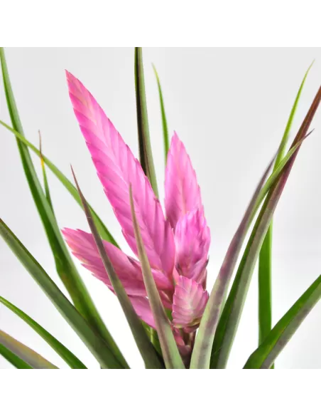 Tillandsia cyanea 'Anton'