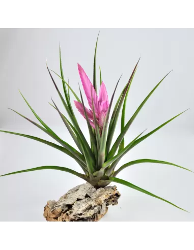 Tillandsia cyanea 'Anton'