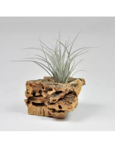 Tillandsia-Art Ecuador