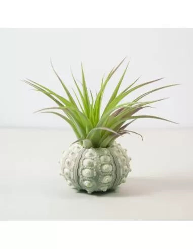 Erizo blanco con Brachycaulos Abdida