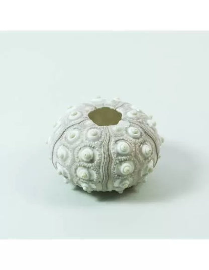 Erizo blanco relieve