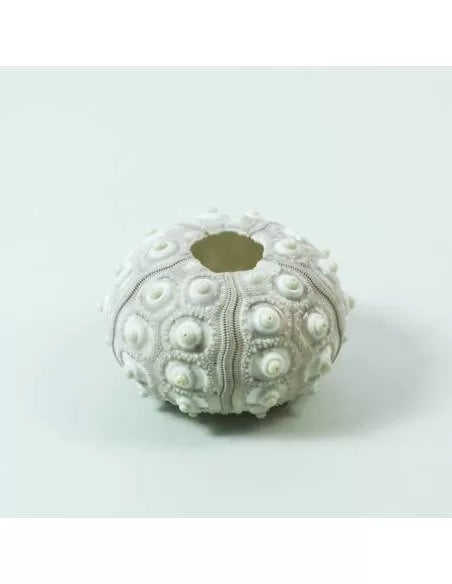Erizo blanco relieve