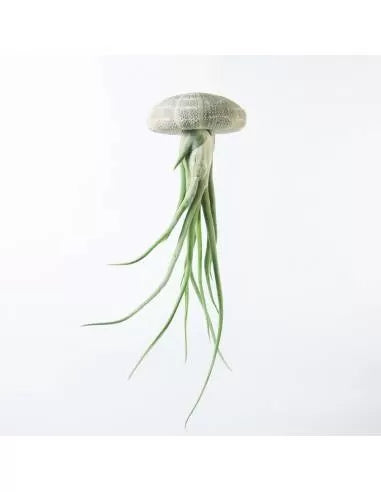 Großer Seeigel Caput Medusae
