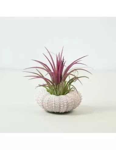 Erizo rosa Ionantha Fuego