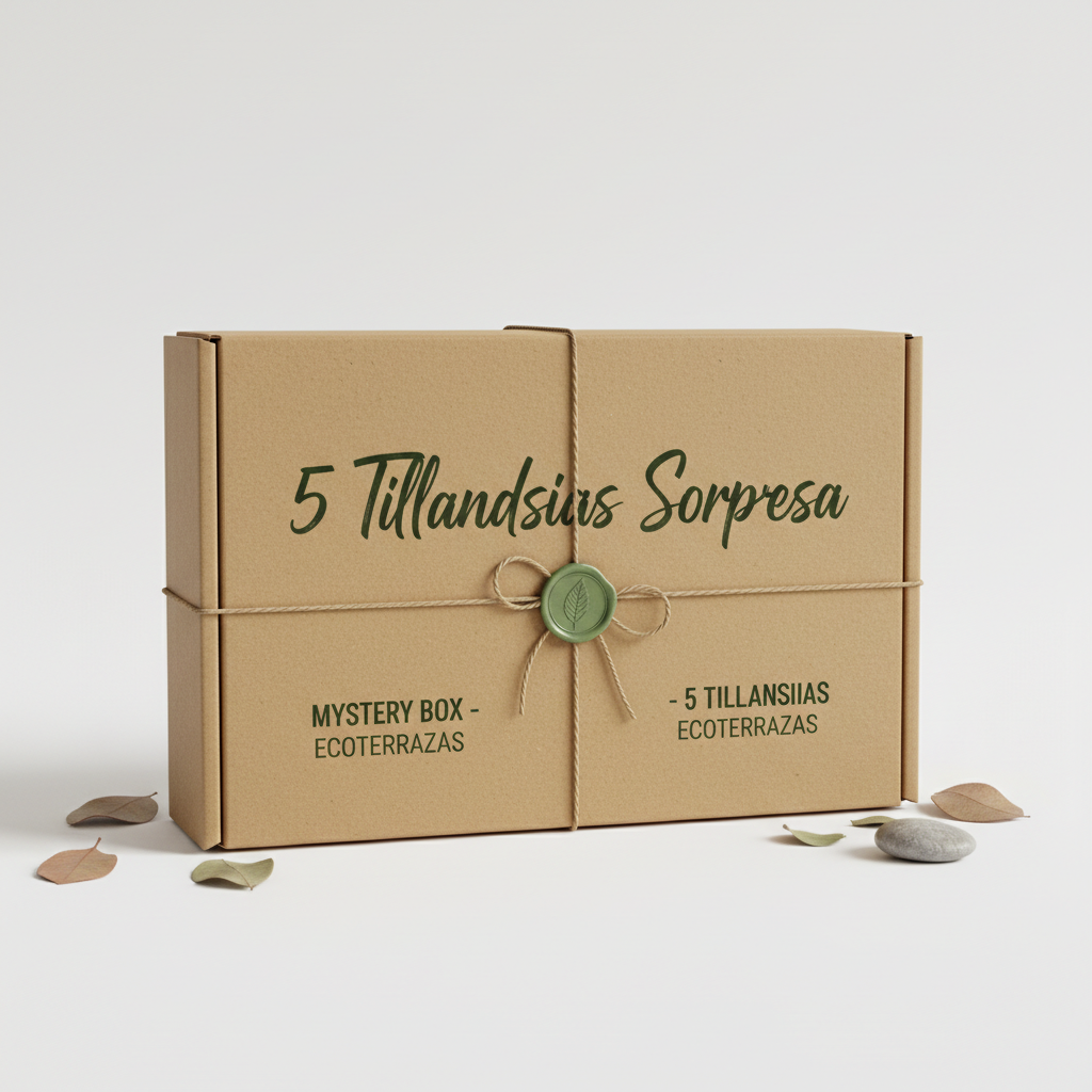 ÜBERRASCHUNGSBOX MIT 5 TILLANDSIEN