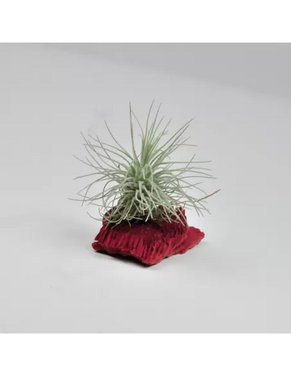 Tillandsia fuchsii Mexico x fuchsii gracilis