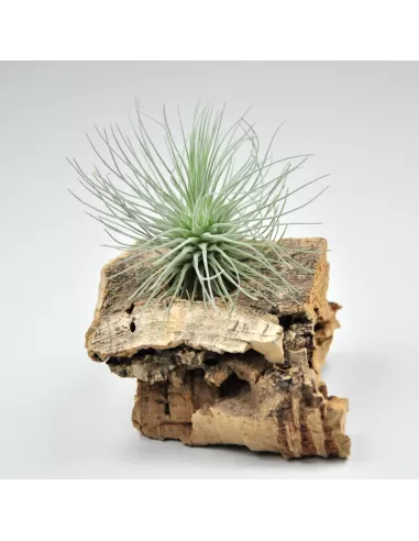 Tillandsia fuchsii Mexico x fuchsii gracilis
