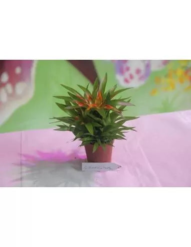 Bromelia Guzmania Theresa