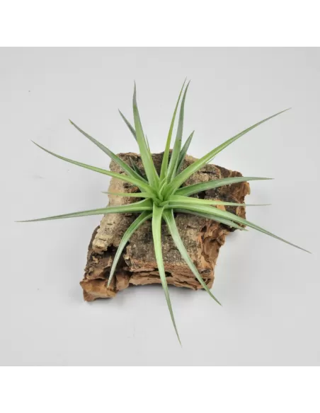 Tillandsia Holm's Blue Rose