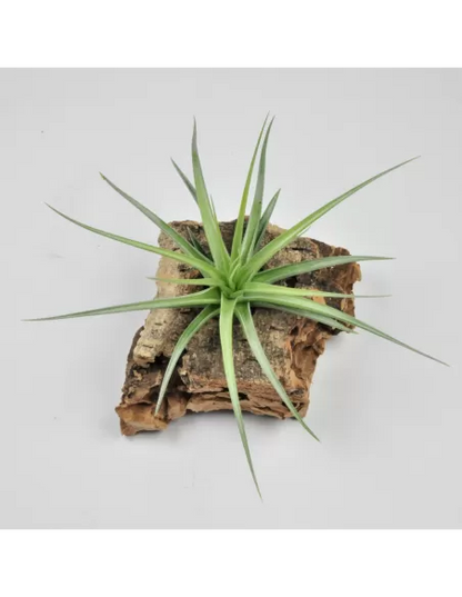 Tillandsia Holm's Blue Rose