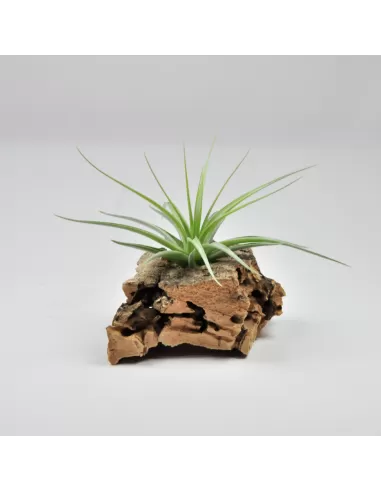 Tillandsia Holm's Blue Rose
