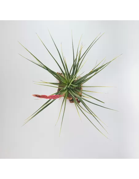Tillandsia Holm´s Durascens