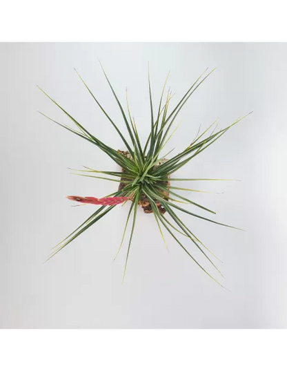 Tillandsia Holm´s Durascens
