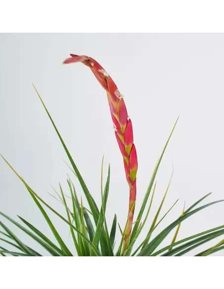 Tillandsia Holm´s Durascens