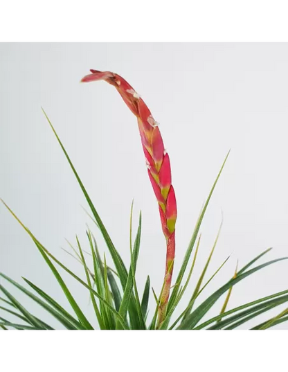 Tillandsia Holm´s Durascens