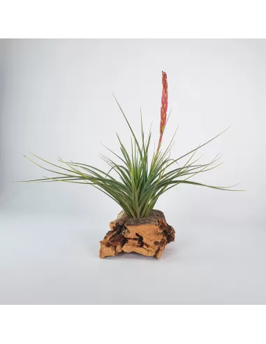 Tillandsia holmsii-durascens
