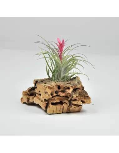 Tillandsia Holm’s Ideal
