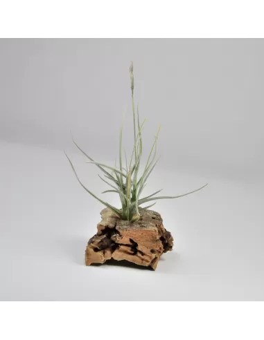 Tillandsia Holm's Malleginosa