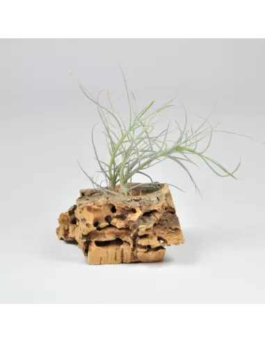 Tillandsia Holm's Mallensis