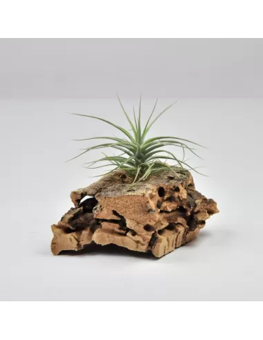 Tillandisa Holm´s Sapphire x Tenuifolia Vaginata
