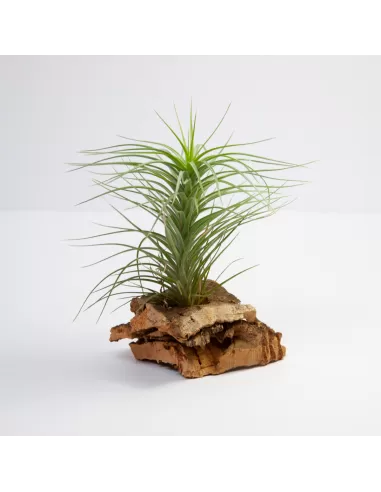 Tillandsia Holm´s Starlet