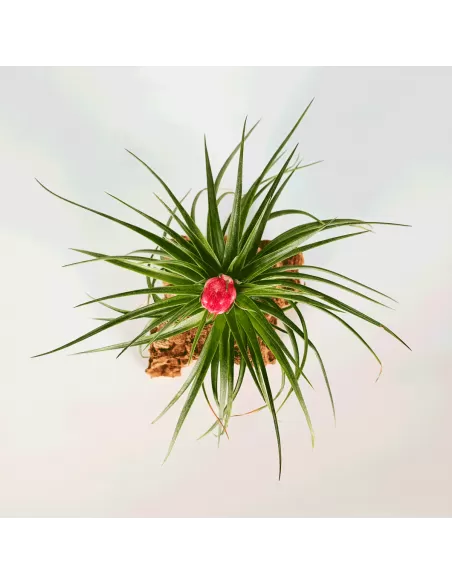 Tillandsia Holm's Stropi