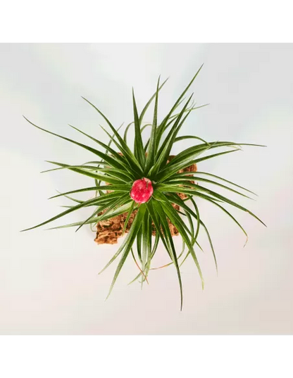 Tillandsia Holm's Stropi
