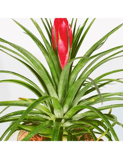 Tillandsia Holm's Stropi