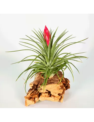 Tillandsia Holm's Stropi