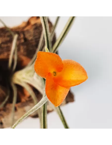 Tillandsia Holm's Sunset