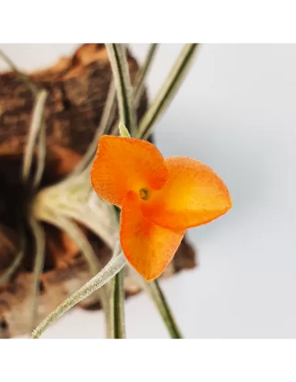 Tillandsia Holm's Sunset