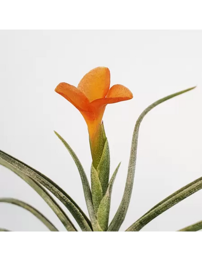 Tillandsia Holm's Sunset