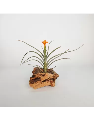 Tillandsia Holm's Sunset