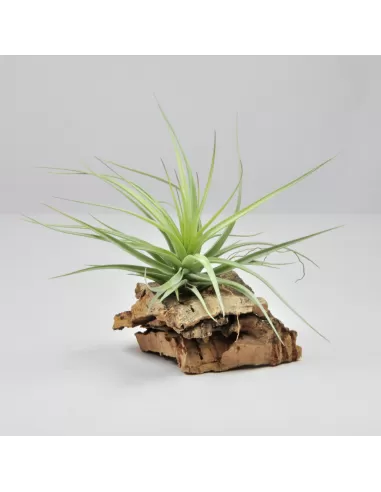 Tillandsia Holm's Twin Rose