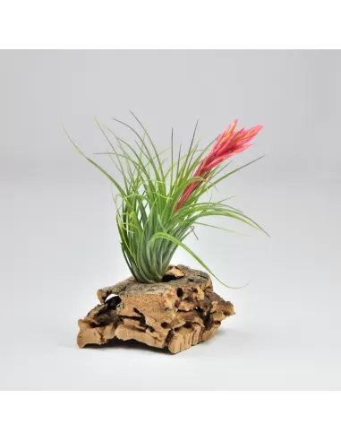 Tillandsia Holm's Verlesglo