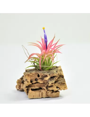 Tillandsia Ionantha Huamelula