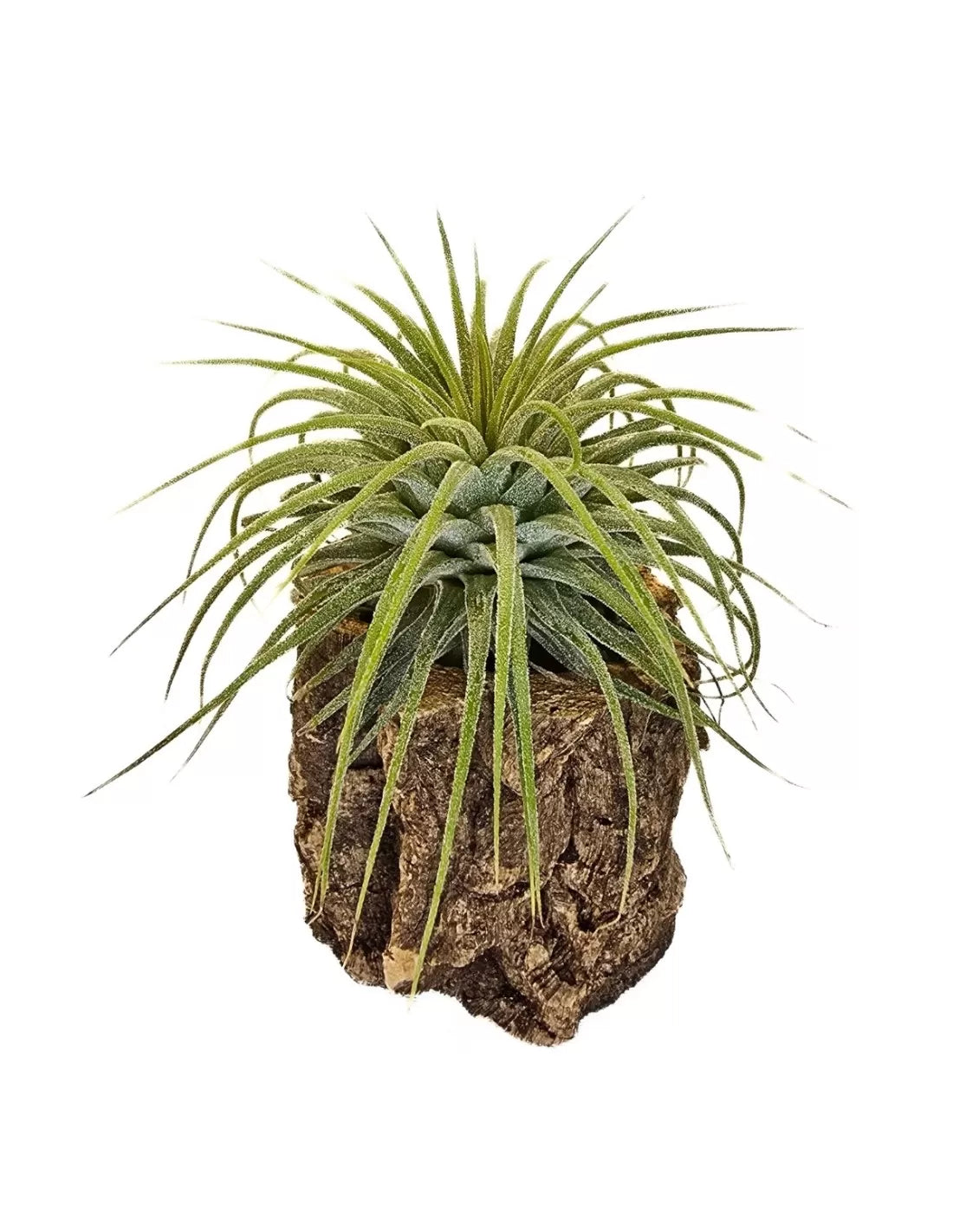Tillandsia  Ionantha Mexico Snow White