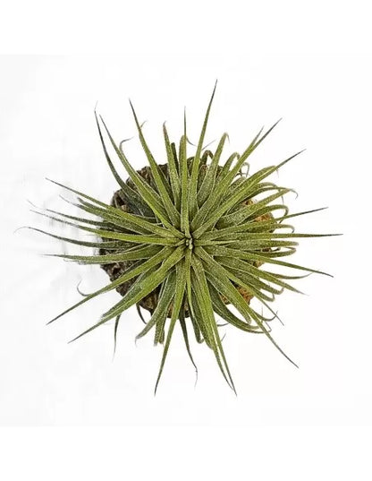 Tillandsia  Ionantha Mexico Snow White