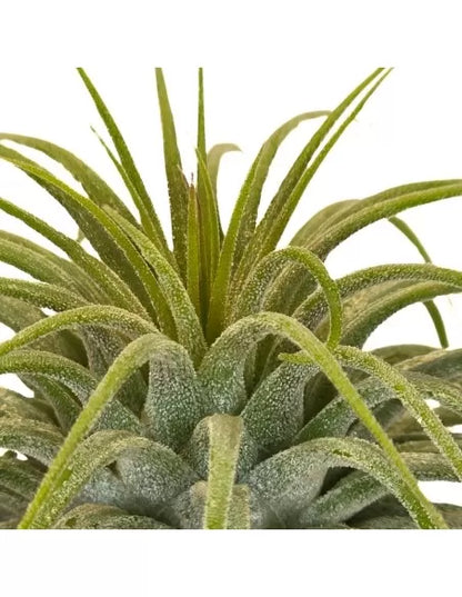 Tillandsia  Ionantha Mexico Snow White