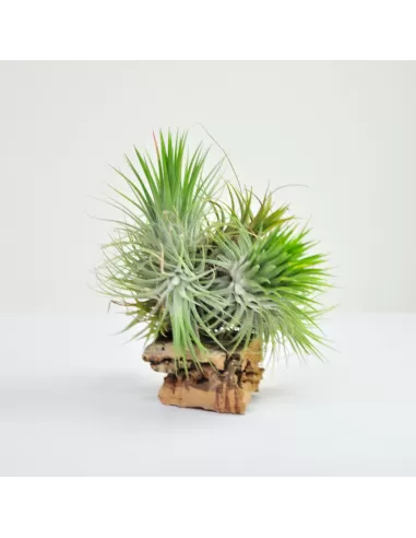 Tillandsia Ionantha XXL Pulk