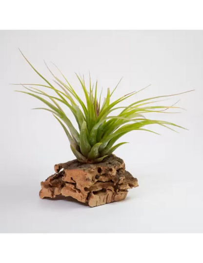 Tillandsia Kolbii x Juncea
