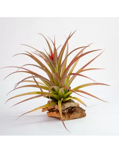 Tillandsia Kolbii x Juncea