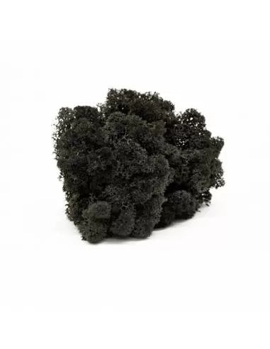 Liquen negro