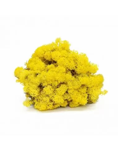 Yellow lichen