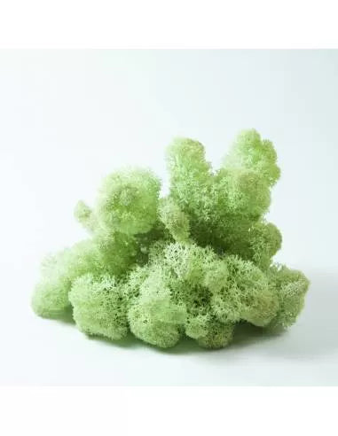Liquen verde menta