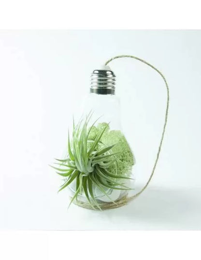 Liquen verde menta