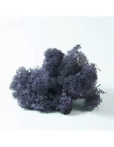 Violette Flechte