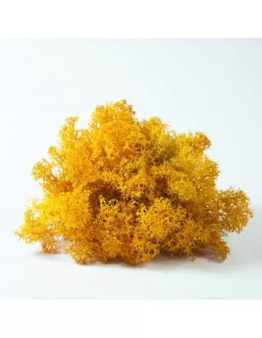 Liquen naranja