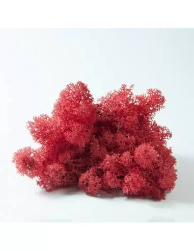 Liquen rojo